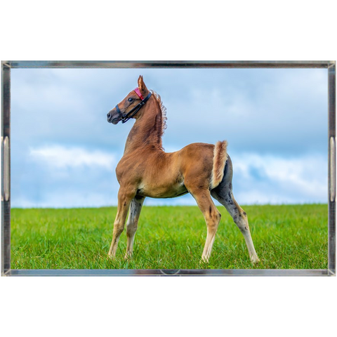 Saddlebred Foal Serving Tray - Caitlin Apparel
